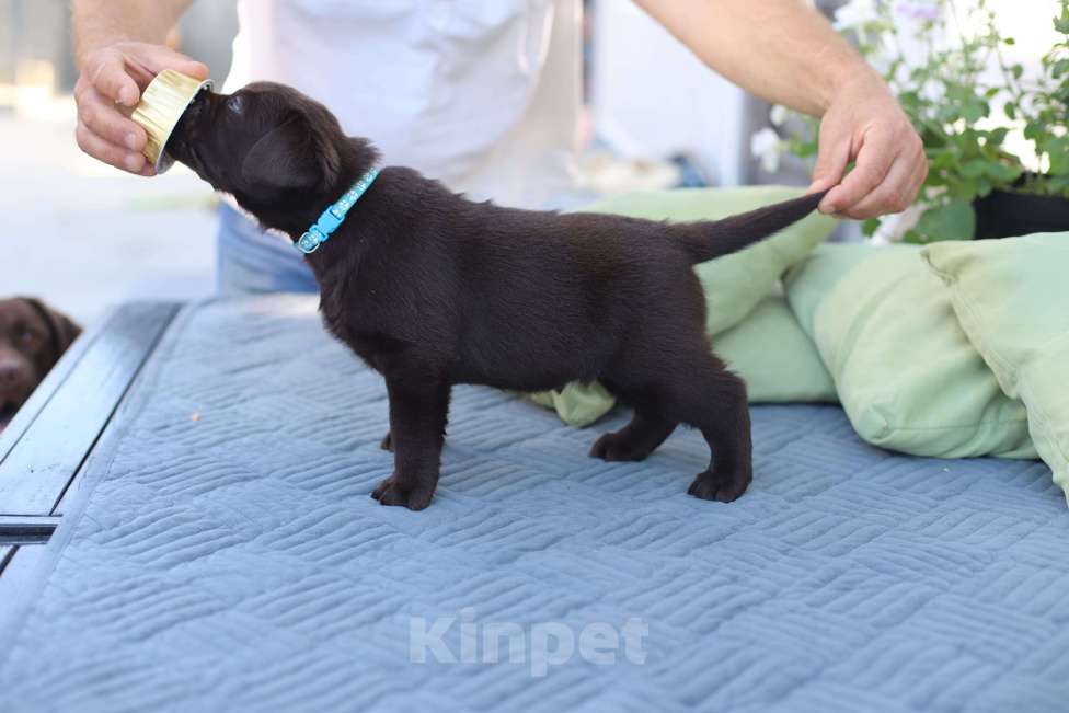 Собаки в других городах Краснодарского края: Рамзес ледяная скала от пары чемпионов 🏆 Мальчик, Бесплатно - фото 2