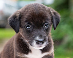 Собаки в Солнечногорске: Щенок-девочка в добрые руки Девочка, Бесплатно - фото 4