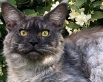 Кошки в Брянске: Котик Лемур Мальчик, 15 000 руб. - фото 3