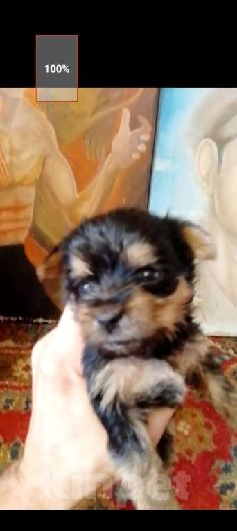 Собаки в Электрогорске: Йокшерский терьер  Девочка, 600 000 руб. - фото 4