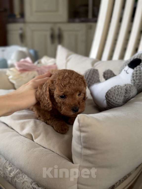 Собаки в Москве: Той пудель Китай РКФ Карамелька Девочка, 150 000 руб. - фото 1