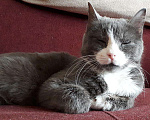 Кошки в Москве: Голубая кошка Шэлли - ласка и спокойствие, Бесплатно - фото 3