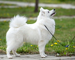 Собаки в Щелково: Шпиц Японский вязка Мальчик, 10 руб. - фото 1