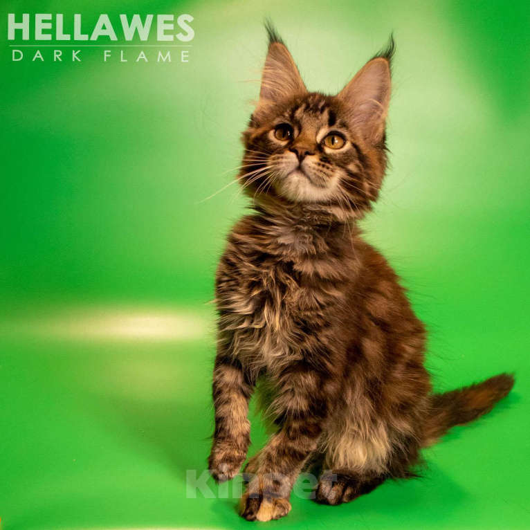 Кошки в других городах Воронежской области: Helavis Dark Flame Девочка, Бесплатно - фото 2