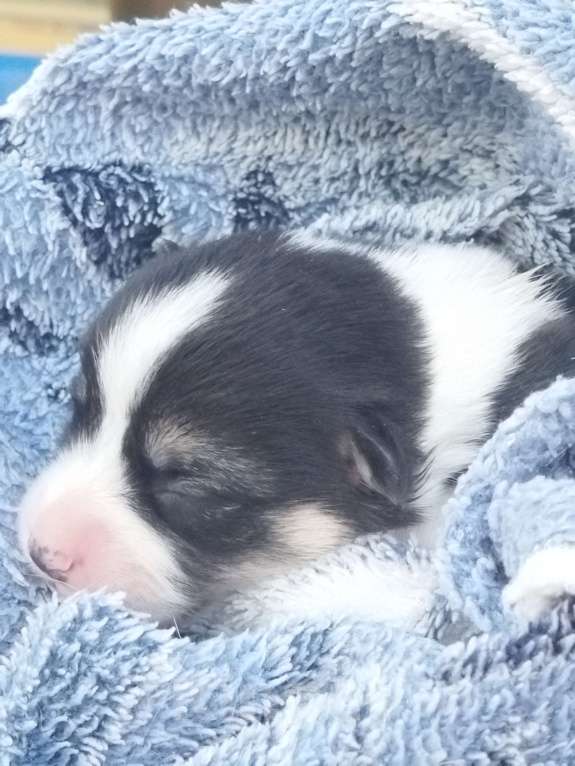 Собаки в Москве: Малыши вельш корги пемброк для раннего резервирования Мальчик, 70 000 руб. - фото 6