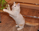 Кошки в Белоозёрском: Игруля Абрикос ищет дом! Мальчик, 100 руб. - фото 1