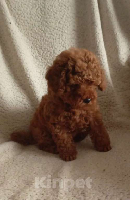 Собаки в Санкт-Петербурге: Той пудель Девочка, 65 000 руб. - фото 7