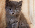 Кошки в Москве: Маленькие котята в добрые руки Мальчик, Бесплатно - фото 1