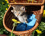 Кошки в Санкт-Петербурге: Малыш котенок 5 недель Мальчик, 200 руб. - фото 4