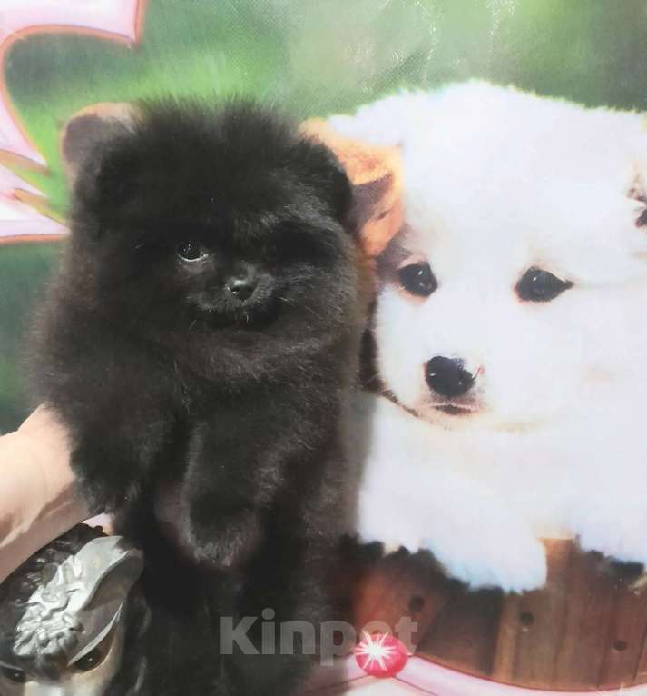 Собаки в Пензе: Шпиц померанский Девочка, 35 000 руб. - фото 4