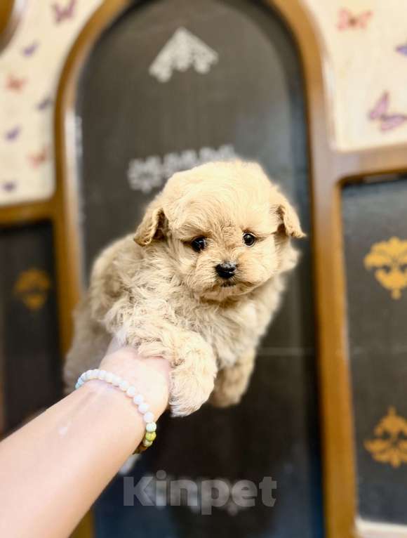 Собаки в Ростове-на-Дону: Мальтипу девочки Девочка, 70 000 руб. - фото 3