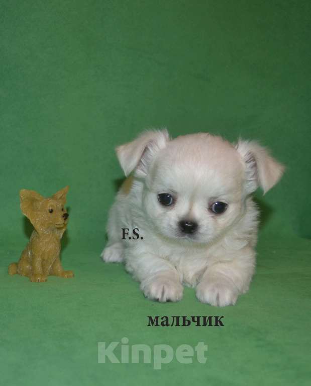 Собаки в Санкт-Петербурге: гламурный сердцеед Мальчик, 35 000 руб. - фото 3