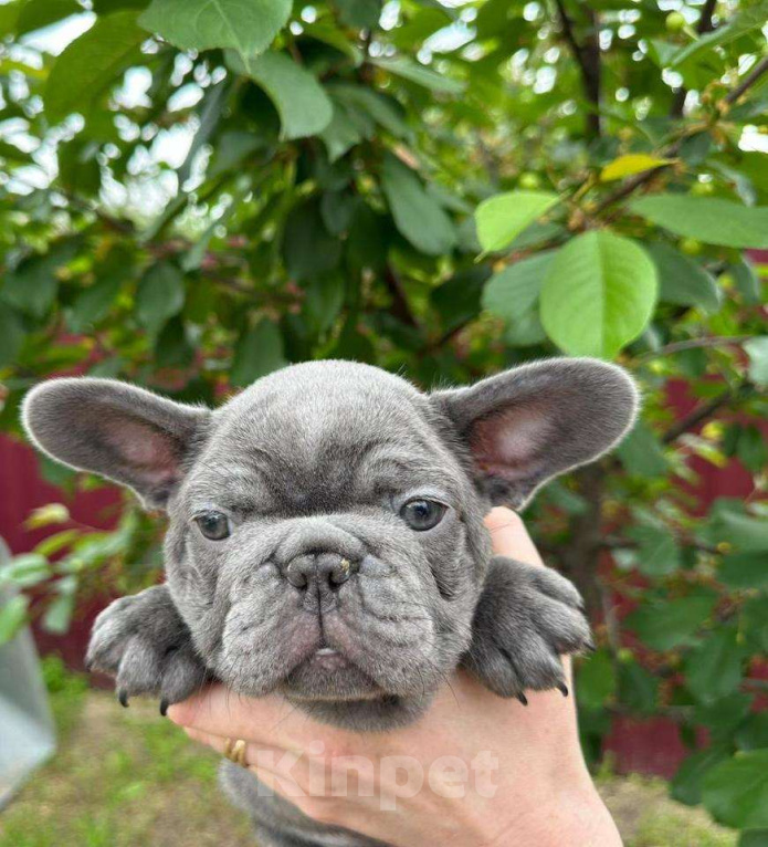 Собаки в Ростове-на-Дону: Продаётся очаровательная девочка французского бульдога! Девочка, 105 000 руб. - фото 4