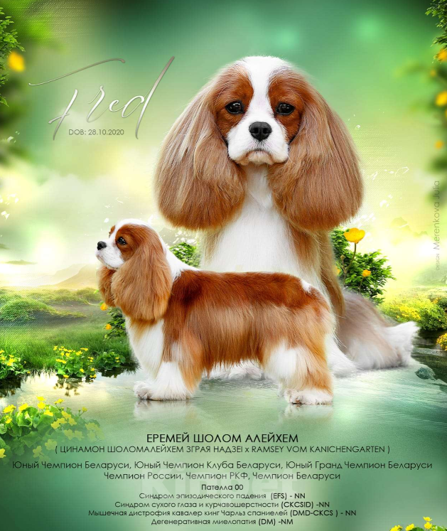 Собаки в других городах Московской области: Предлагается для вязки кавалер кинг чарльз спаниель Мальчик, 50 000 руб. - фото 5