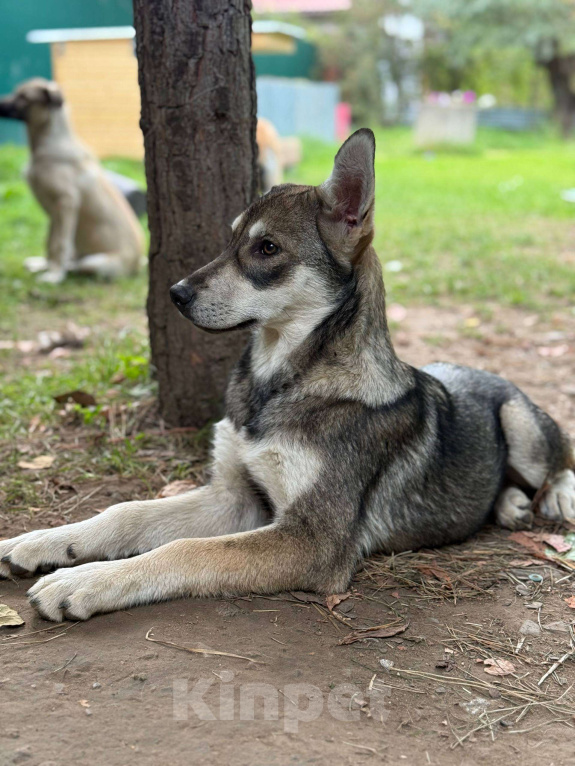 Собаки в Москве: В самые добрые руки. Щенок 7 месяцев Девочка, Бесплатно - фото 5