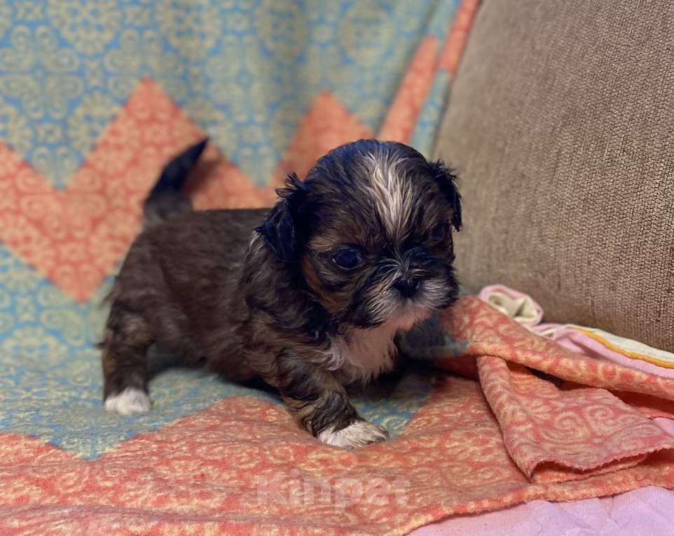 Собаки в Санкт-Петербурге: Очаровательная девочка золотого окраса  Девочка, 40 000 руб. - фото 6