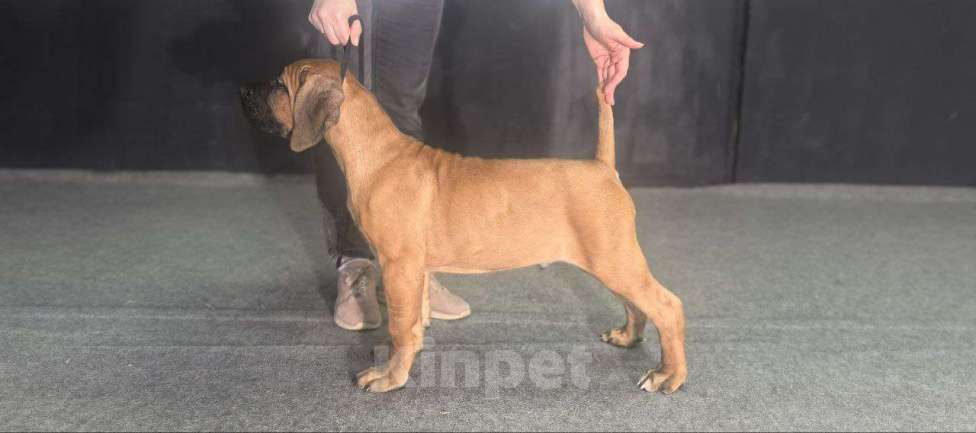 Собаки в Москве: Щенки Кане Корсо Мальчик, 60 000 руб. - фото 5