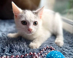 Кошки в Москве: Котенок Семен ищет дом Мальчик, Бесплатно - фото 5