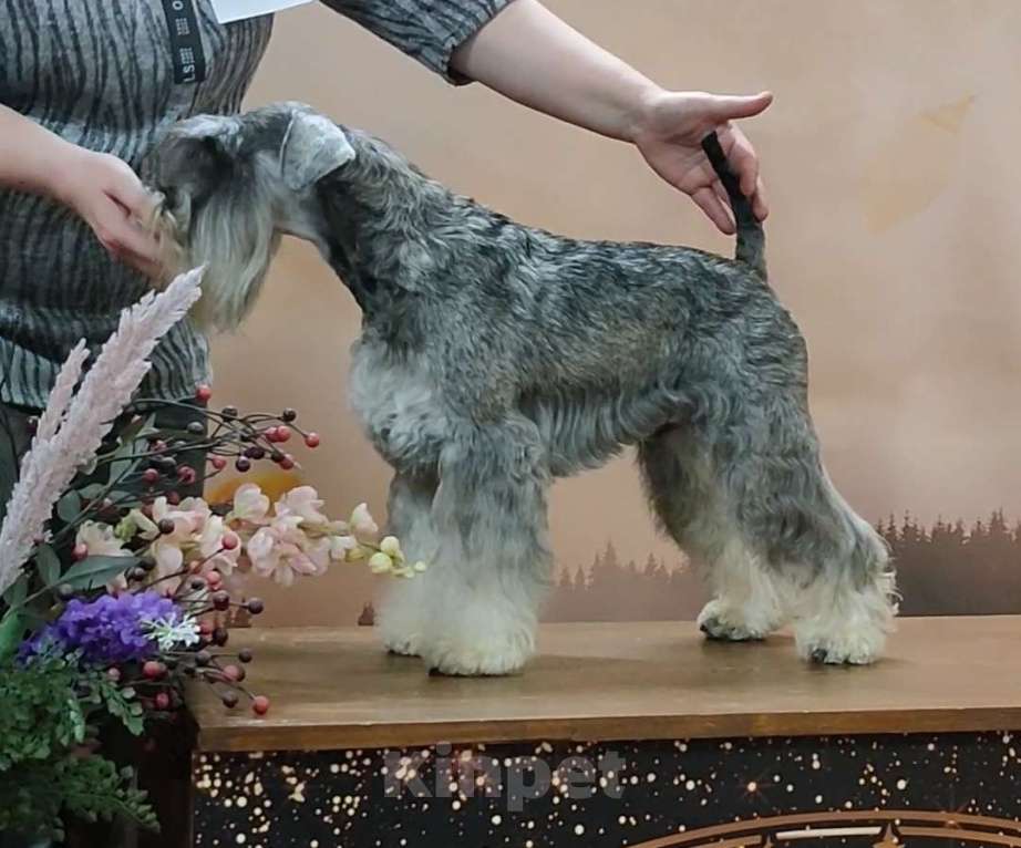 Собаки в Москве: цвергшнауцер перец с солью вязка Мальчик, 10 000 руб. - фото 2