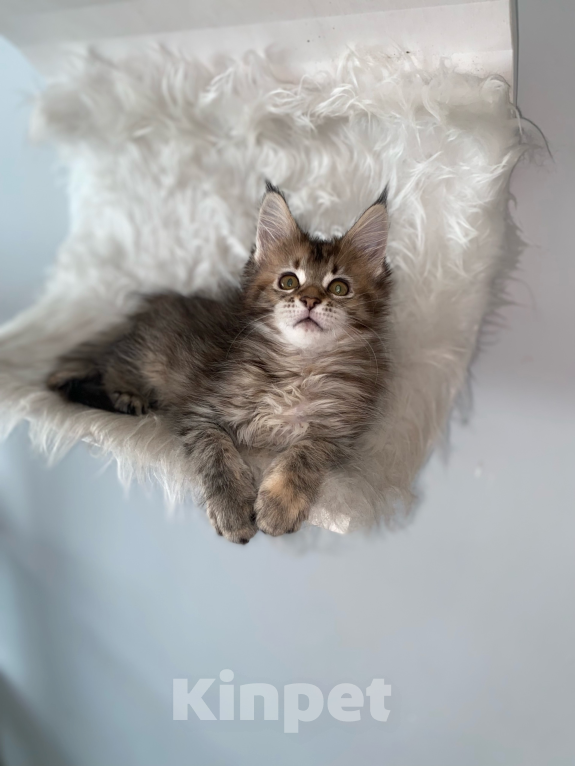 Кошки в Екатеринбурге: Котёнок Мейн-Кун Девочка, 30 000 руб. - фото 2