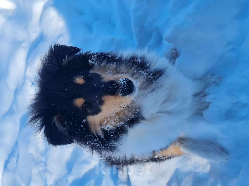 Собаки в Туле: Щенок Колли Длинношерстный Мальчик, 70 000 руб. - фото 4