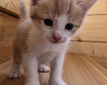 Кошки в Солнечногорске: Самый Аристократичный из 3-х котов - Маркиз Мальчик, 99 руб. - фото 8