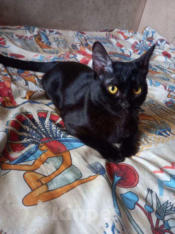 Кошки в Санкт-Петербурге: Бомбейский мальчик. Мальчик, 10 000 руб. - фото 5