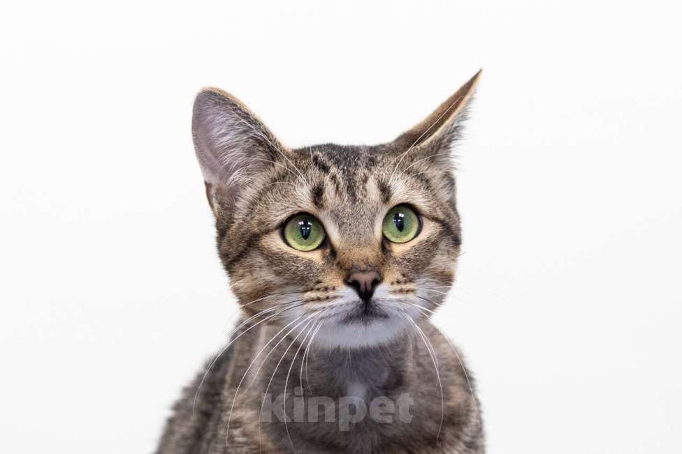 Кошки в Москве: Ежик Мальчик, Бесплатно - фото 4