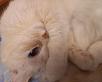 Кошки в Алапаевске: Белая кошечка Девочка, 1 руб. - фото 4