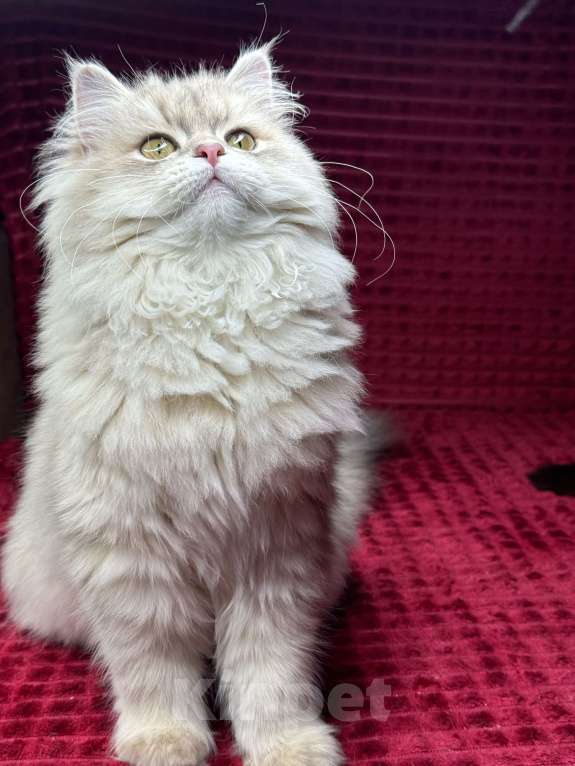 Кошки в Люберцах: Шотландские котята Девочка, Бесплатно - фото 2