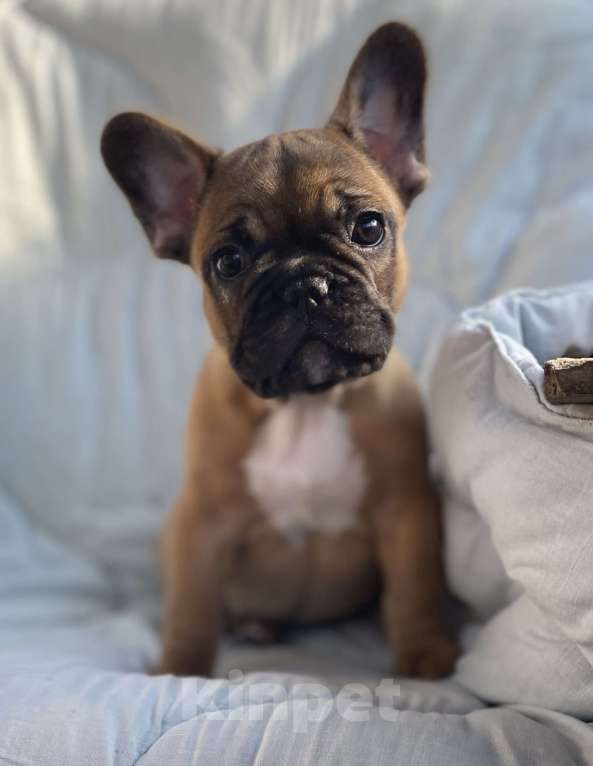 Собаки в Санкт-Петербурге: Очаровательная девочка французского бульдога Девочка, 40 000 руб. - фото 1
