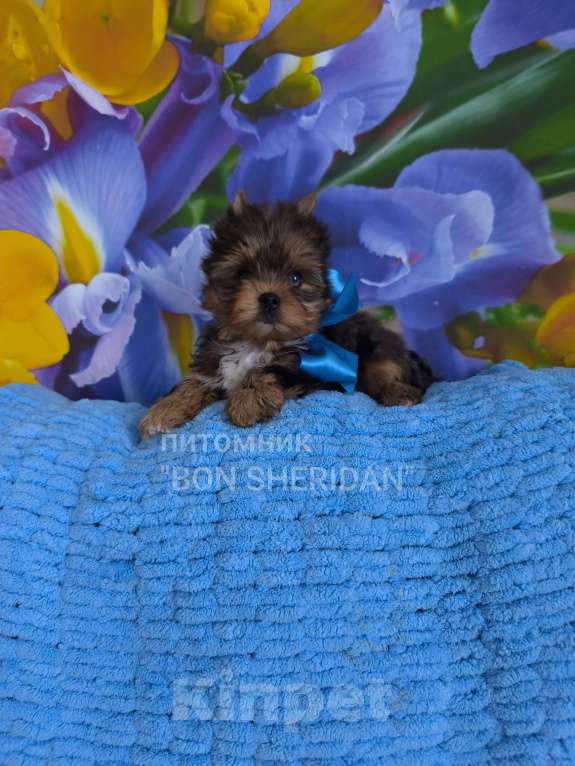 Собаки в Пушкино: Очень красивый мальчик  Мальчик, 50 000 руб. - фото 2