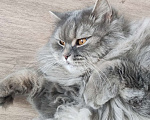Кошки в Самаре: Котик в добрые руки Мальчик, Бесплатно - фото 2