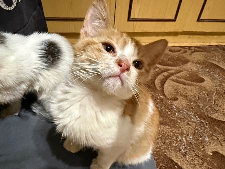 Котенок-мальчик в добрые руки