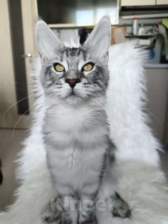 Кошки в Санкт-Петербурге: Котенок мейн-кун черный мрамор на серебре Девочка, 100 000 руб. - фото 9