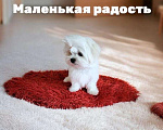 Собаки в Екатеринбурге: Мальтийская болонка — отличный выбор для дома.  Мальчик, Бесплатно - фото 1