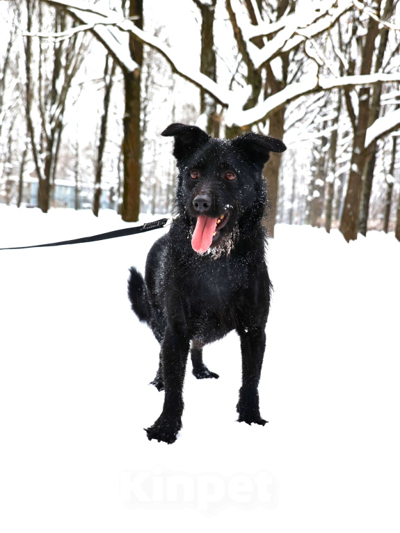 Собаки в Москве: Собака бесплатно Москва Мальчик, Бесплатно - фото 7