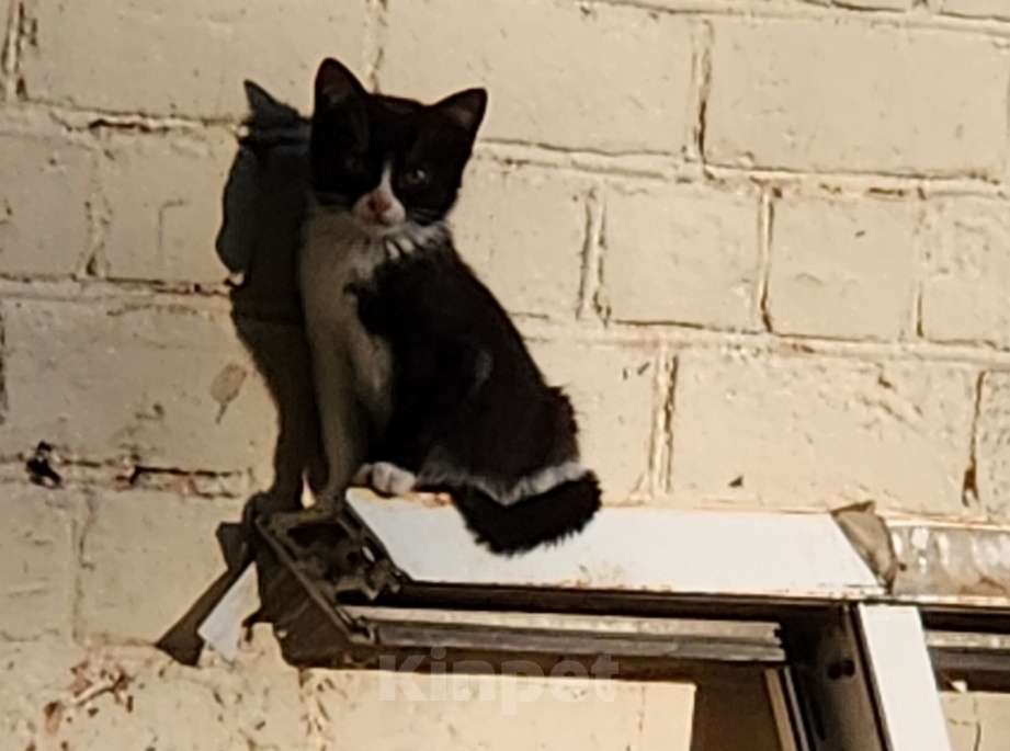 Кошки в Санкт-Петербурге: Котик 2 Мальчик, Бесплатно - фото 1