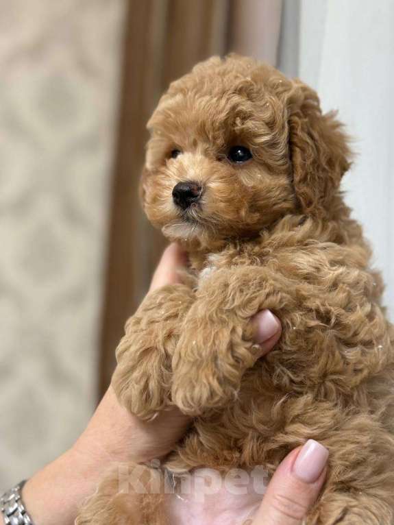 Собаки в Сочи: Щенок мини мальтипу девочка Девочка, 120 000 руб. - фото 3