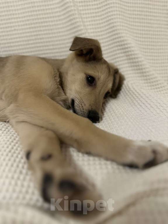 Собаки в Уфе: Щенок Девочка, Бесплатно - фото 4