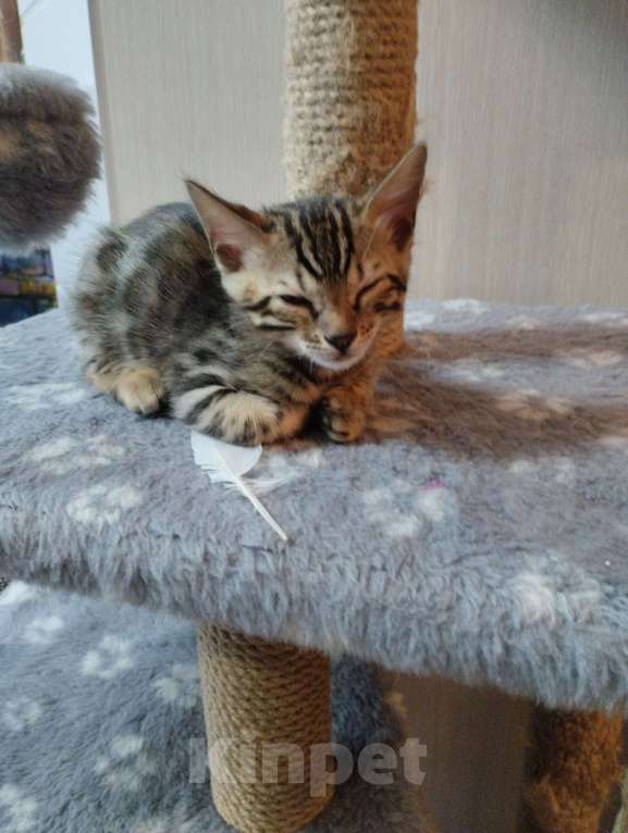 Кошки в Химках: Бенгальский котёнок Мальчик, 18 000 руб. - фото 2