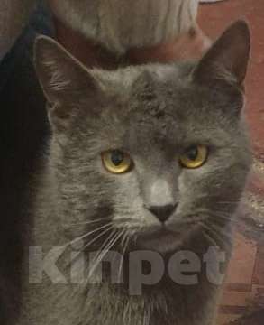 Кошки в Люберцах: Сэмик в поисках самого лучшего дома Мальчик, Бесплатно - фото 1