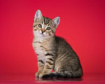 Кошки в Москве: Очаровательный ручной котенок Чип в добрые руки Мальчик, 1 руб. - фото 4