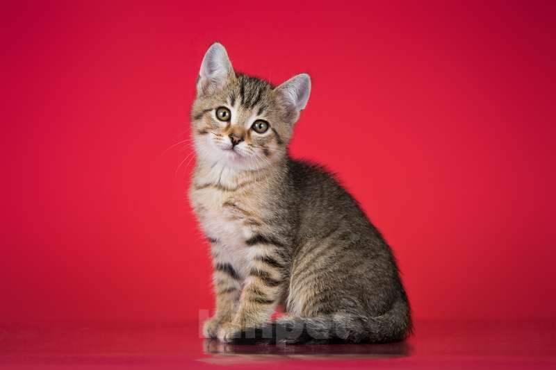 Кошки в Москве: Очаровательный ручной котенок Чип в добрые руки Мальчик, 1 руб. - фото 4