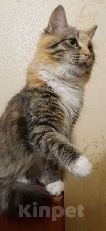 Кошки в Москве: котенок Лиса ищет дом Девочка, Бесплатно - фото 2