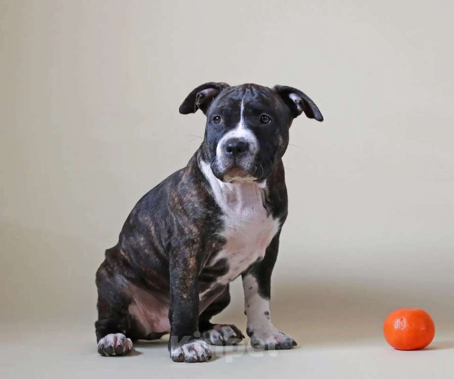 Собаки в Санкт-Петербурге: Щенок амстаффа Девочка, 75 000 руб. - фото 8