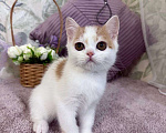 Кошки в Москве: Шотландский короткошерстный котенок  Мальчик, 40 000 руб. - фото 2