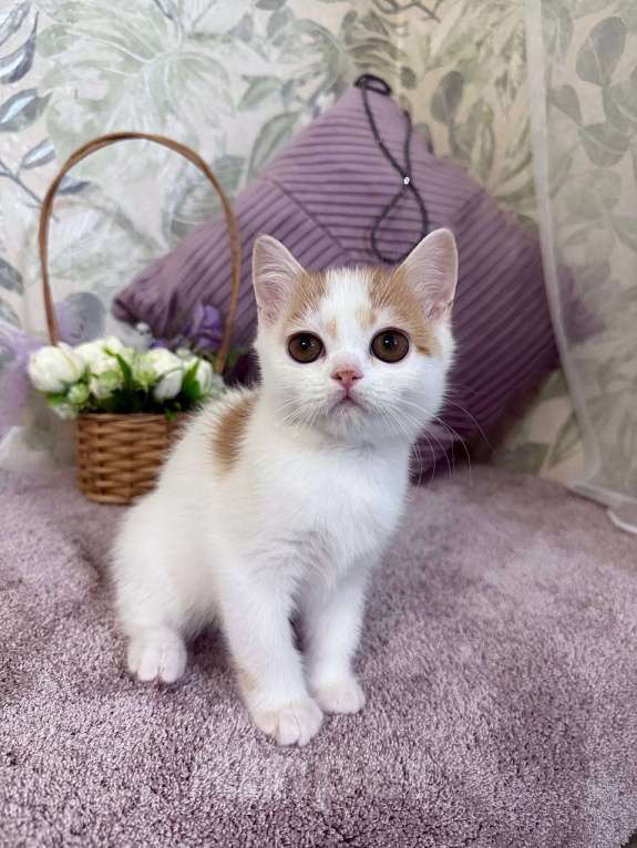 Кошки в Москве: Шотландский короткошерстный котенок  Мальчик, 40 000 руб. - фото 2