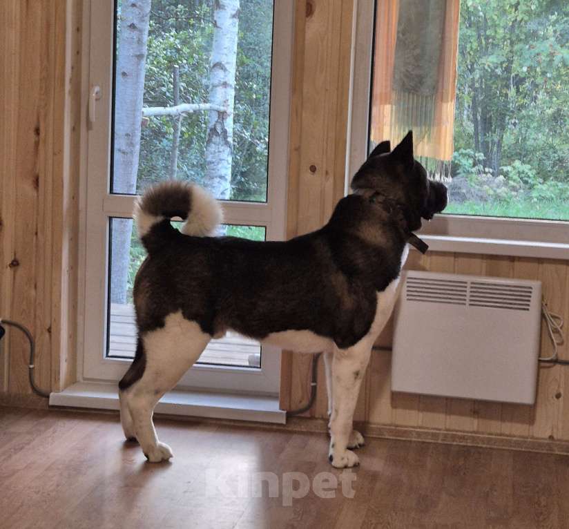 Собаки в других городах Ленинградской области: Великолепный кобель Мальчик, Бесплатно - фото 5