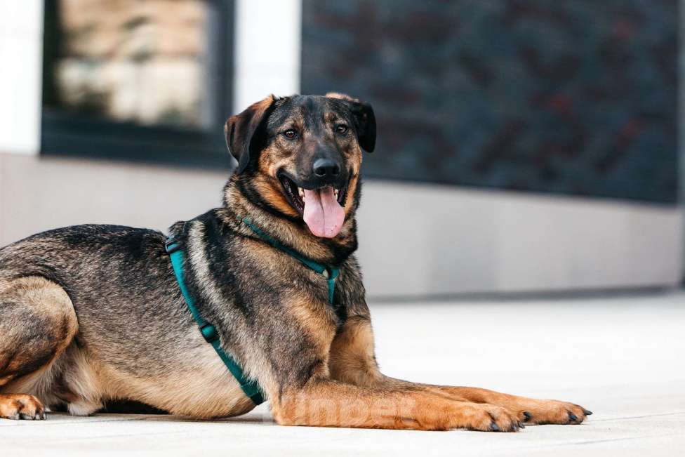 Собаки в Москве: Идеальный Ирвин ищет дом Мальчик, Бесплатно - фото 7